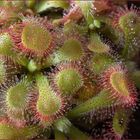 Drosera Venusta