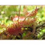 Drosera von Hannah