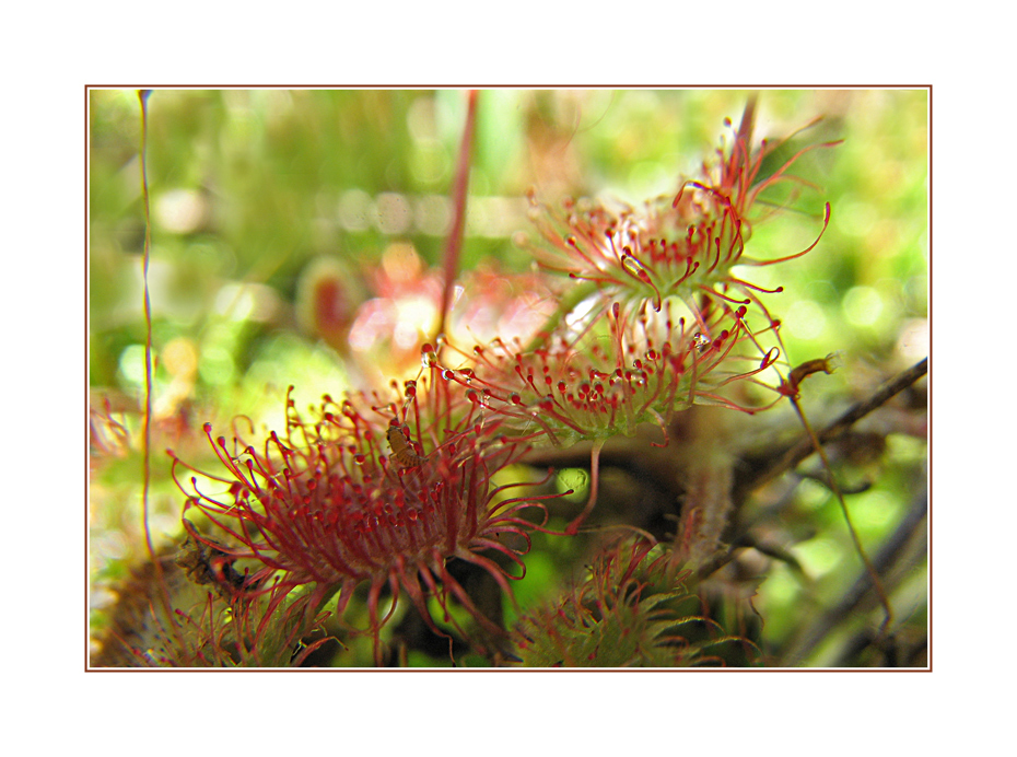 Drosera von Hannah