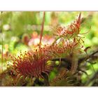 Drosera von Hannah