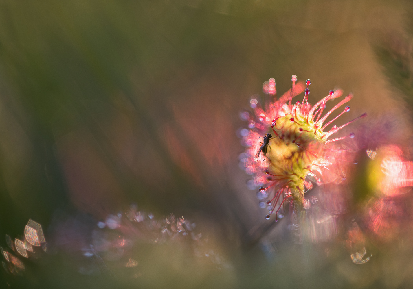 __drosera_I__