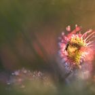 __drosera_I__