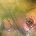 __drosera_II__