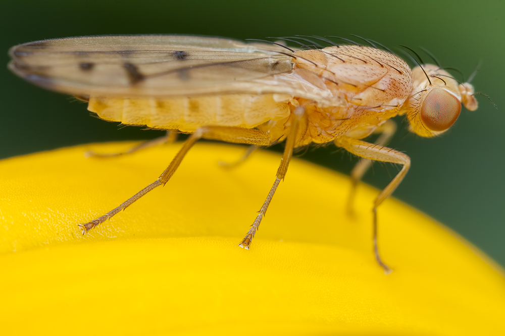 Drosophila . .