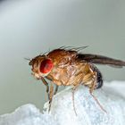 Drosophila 