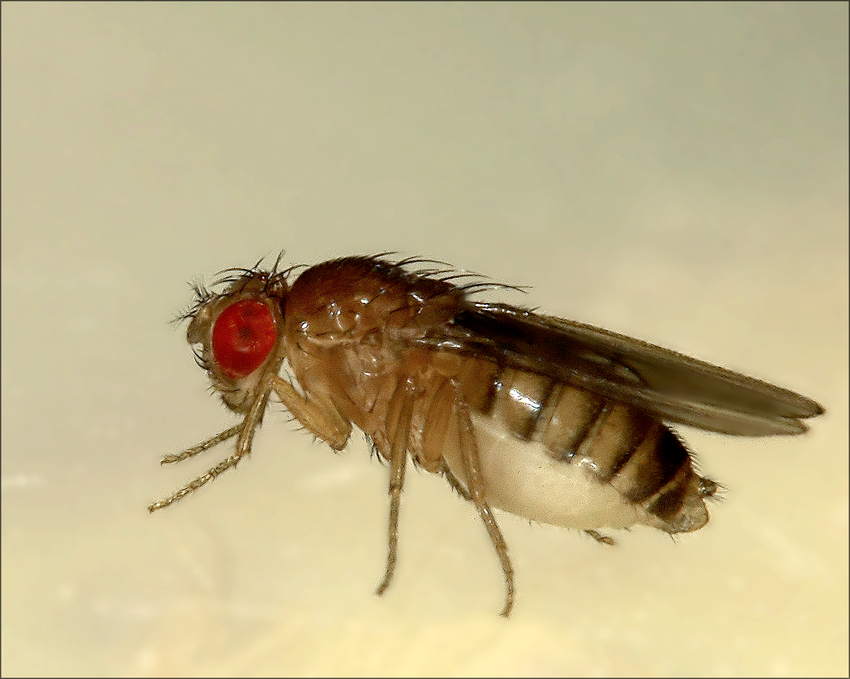 Drosophila die zweite