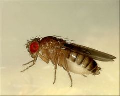 Drosophila die zweite