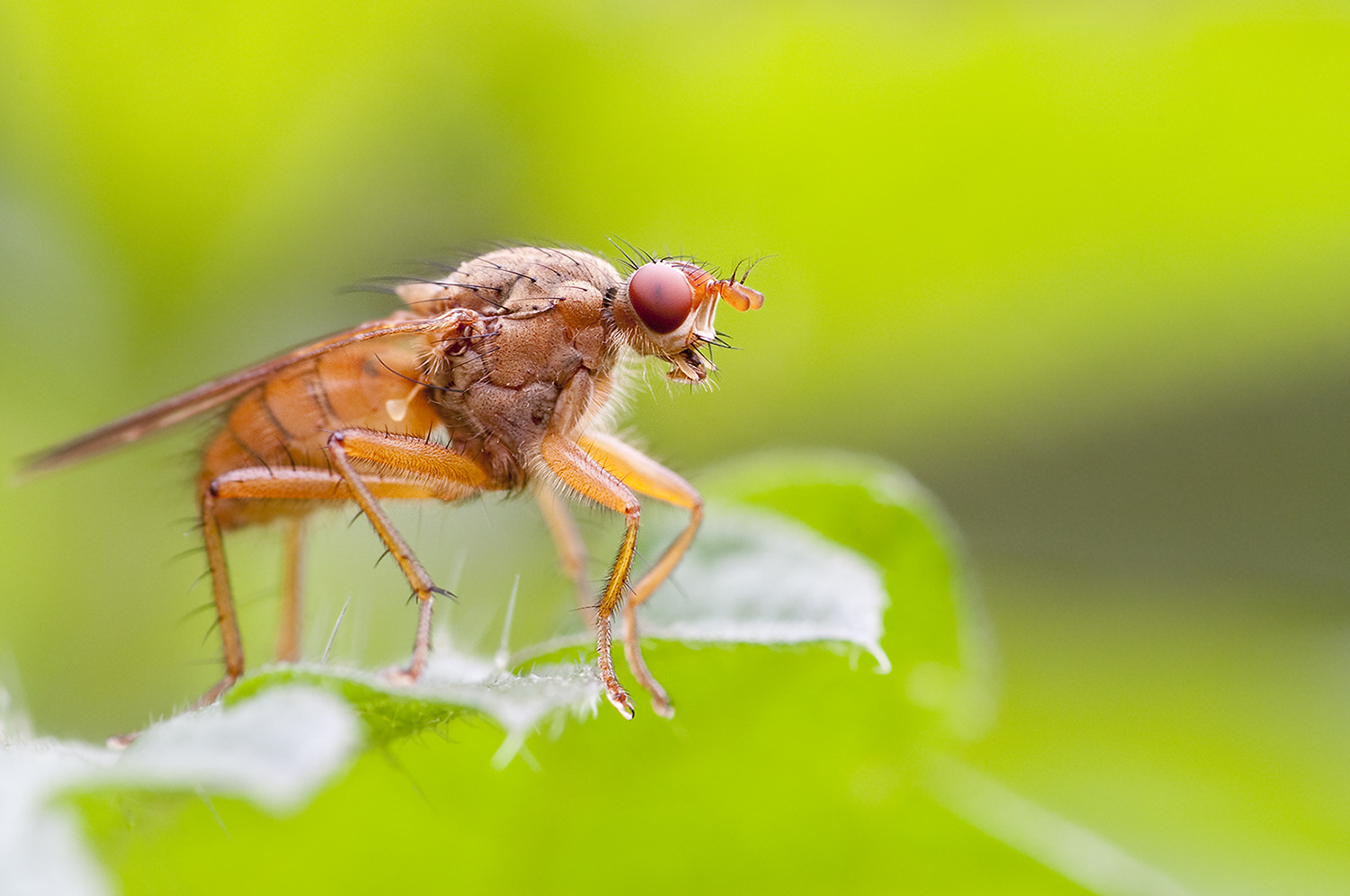 Drosophila Foto & Bild natur, makro, insekten Bilder auf