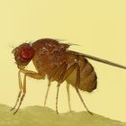 Drosophila