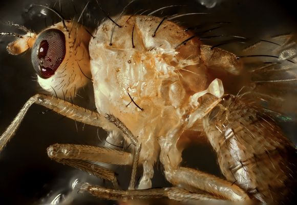 Drosophila ganz nah......