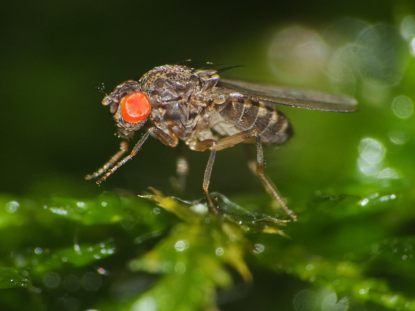 Drosophila hydei