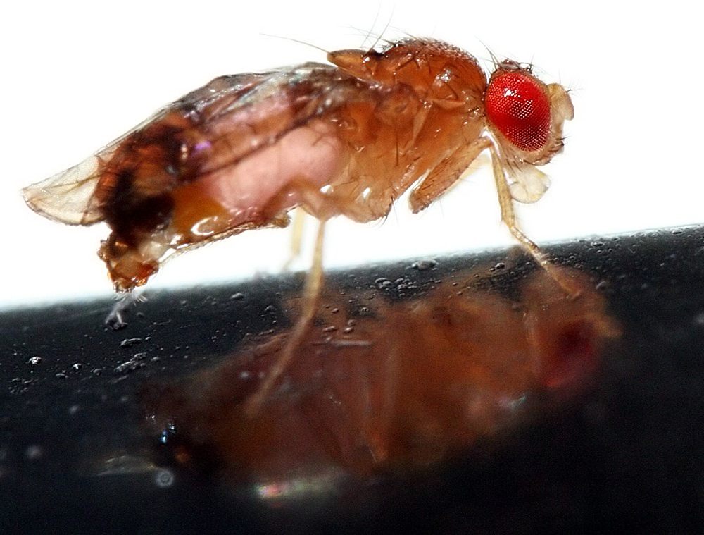 Drosophila melanogaster - Die Obstfliege