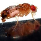 Drosophila melanogaster - Die Obstfliege