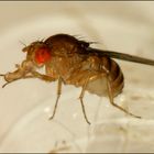 Drosophila melanogaster ?