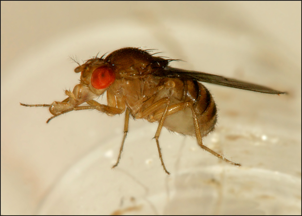 Drosophila melanogaster ?
