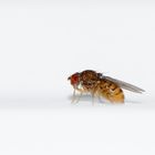 Drosophila melanogaster (Fruchfliege)