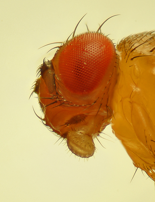 Drosophila-Portrait