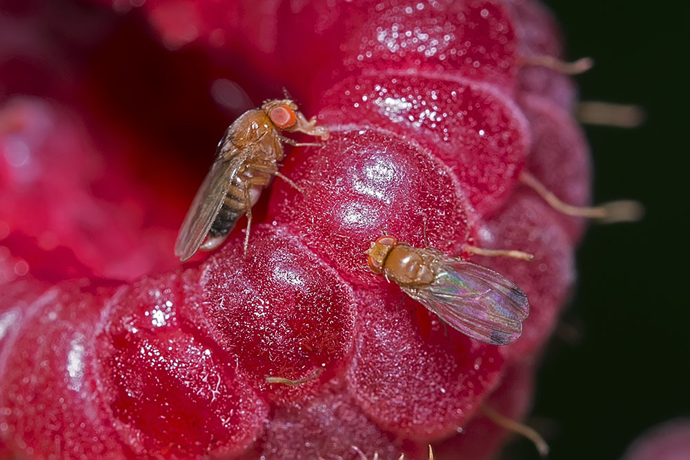 Drosophila suzukii