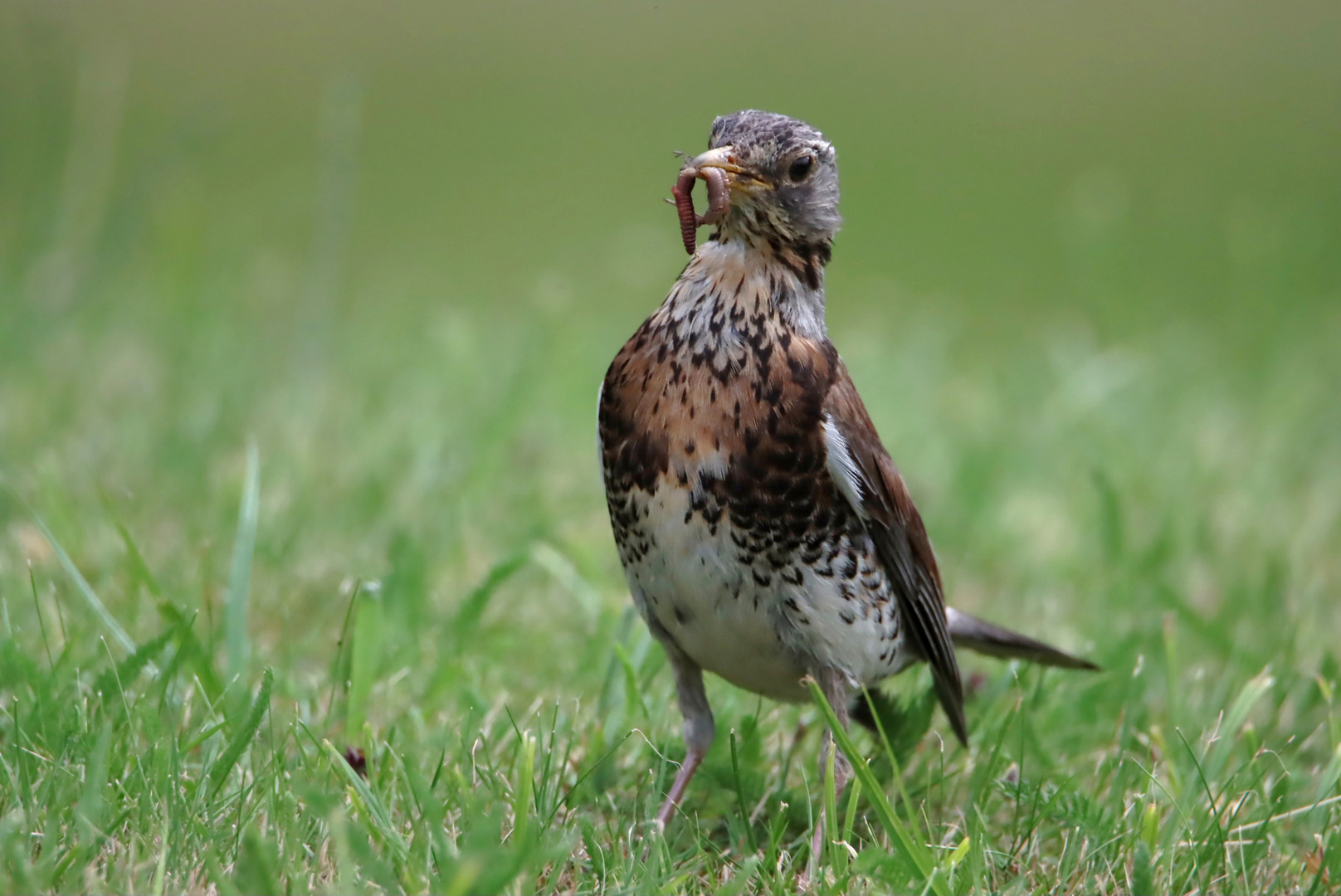 55+ Vögel In Unserem Garten, Mai teilgenommen und dem