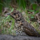 Drossel Jungvogel