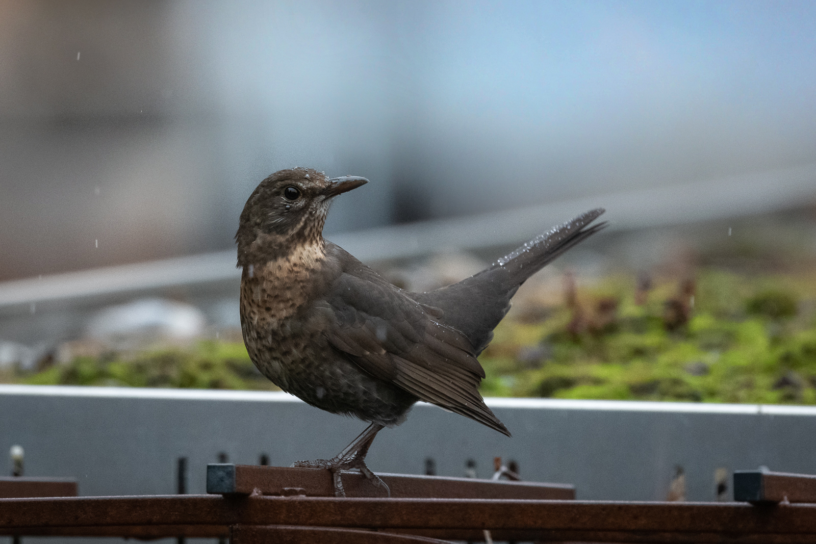 Drossel-oder junge Amsel?