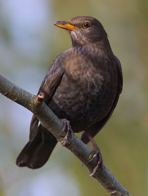 DROSSELKÖNIGIN ("THROTTLE QUEEN")