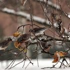 Drosseln im Apfelbaum