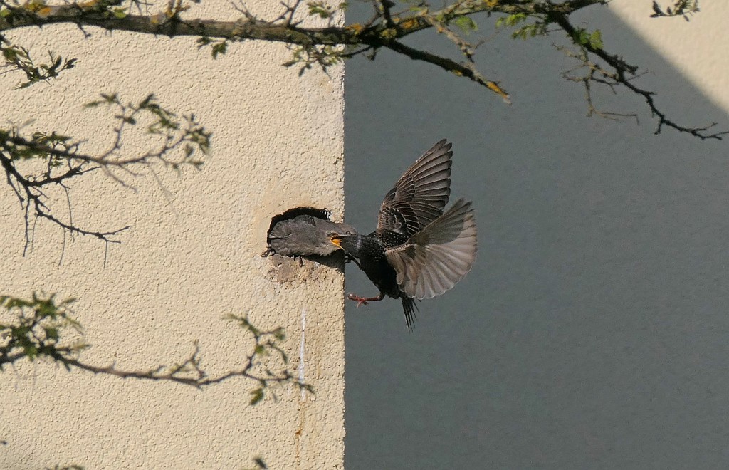 Drosseln im Hausnest Fütterung