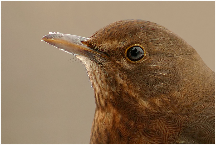 Drosselportrait