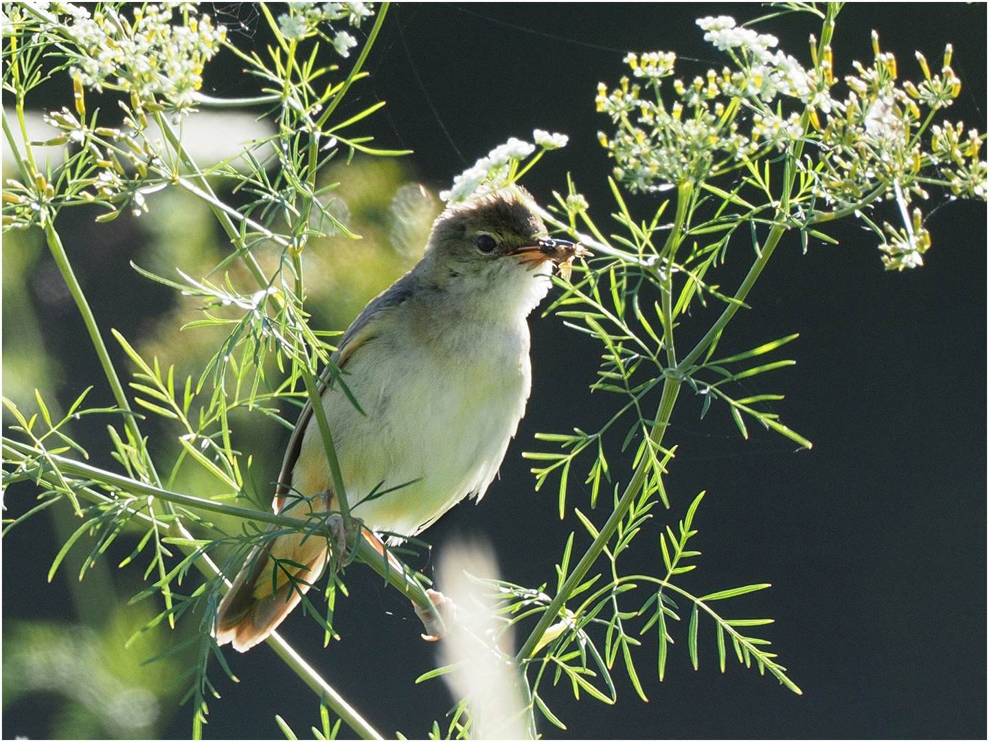 Drosselrohrsänger (Acrocephalus arundinaceus)