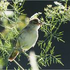 Drosselrohrsänger (Acrocephalus arundinaceus)