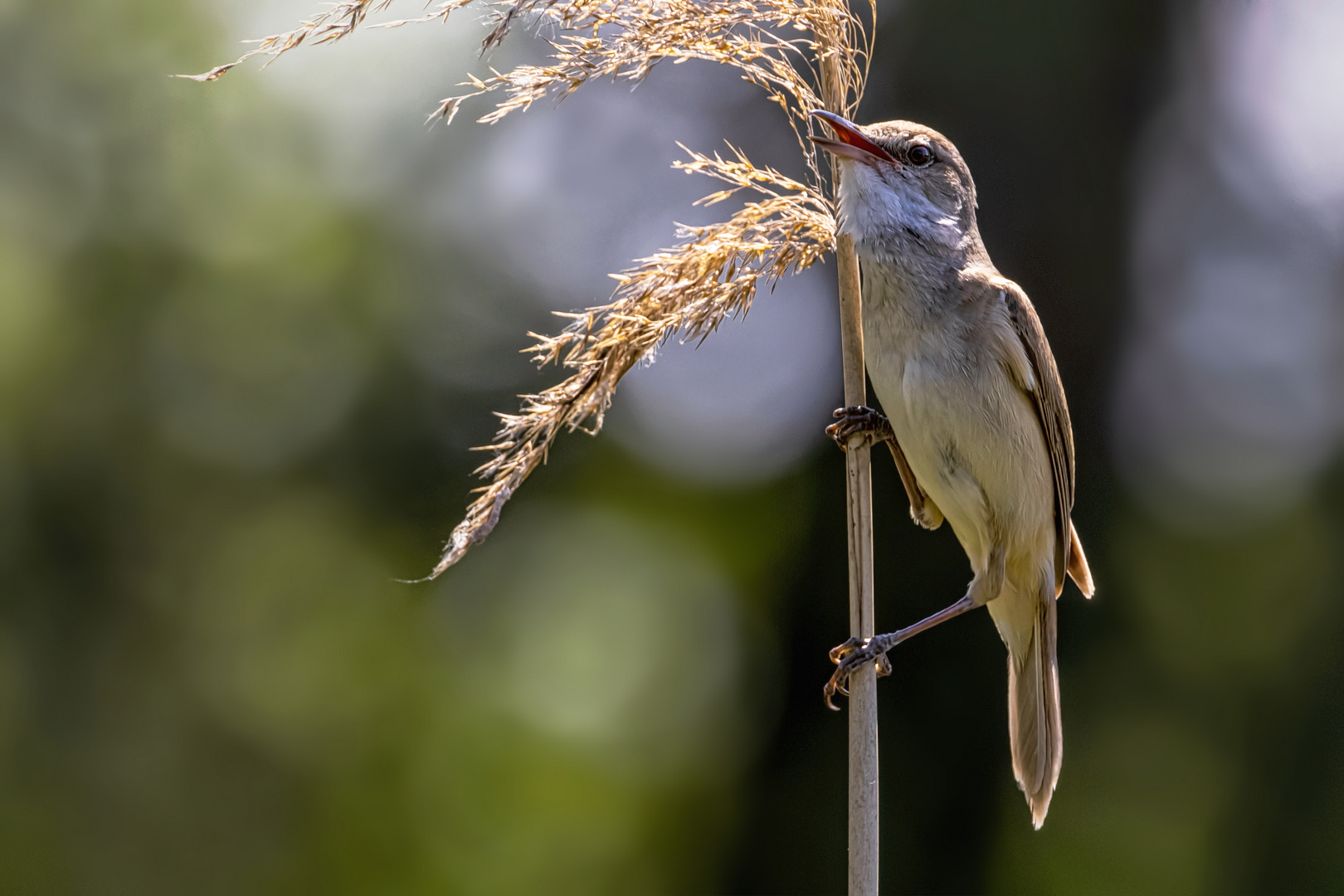 Drosselrohrsänger (Acrocephalus arundinaceus)