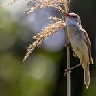 Drosselrohrsänger (Acrocephalus arundinaceus)