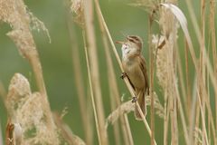 Drosselrohrsänger (Acrocephalus arundinaceus) ...