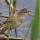 Drosselrohrsänger (Acrocephalus arundinaceus)