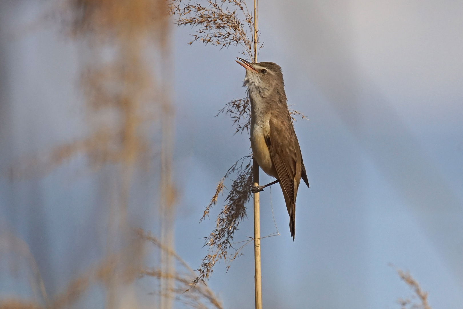 Drosselrohrsänger (Acrocephalus arundinaceus)