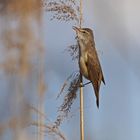 Drosselrohrsänger (Acrocephalus arundinaceus)