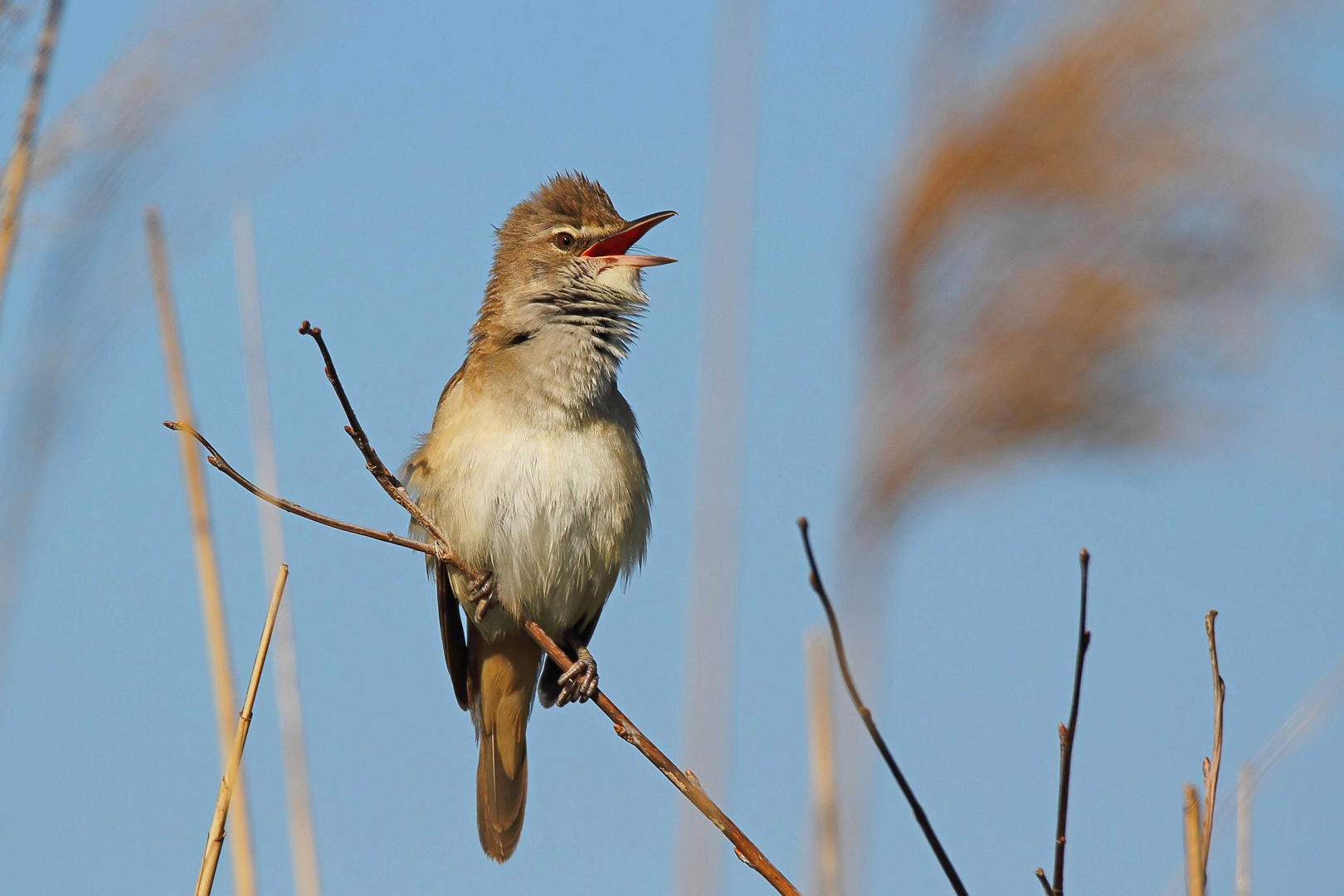 Drosselrohrsänger (Acrocephalus arundinaceus)