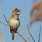 Drosselrohrsänger (Acrocephalus arundinaceus)