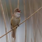 DROSSELROHRSÄNGER (Acrocephalus arundinaceus)