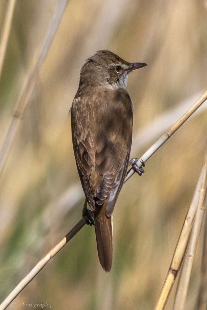 Drosselrohrsänger (Acrocephalus arundinaceus)