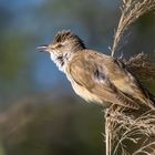 Drosselrohrsänger (Acrocephalus arundinaceus) 