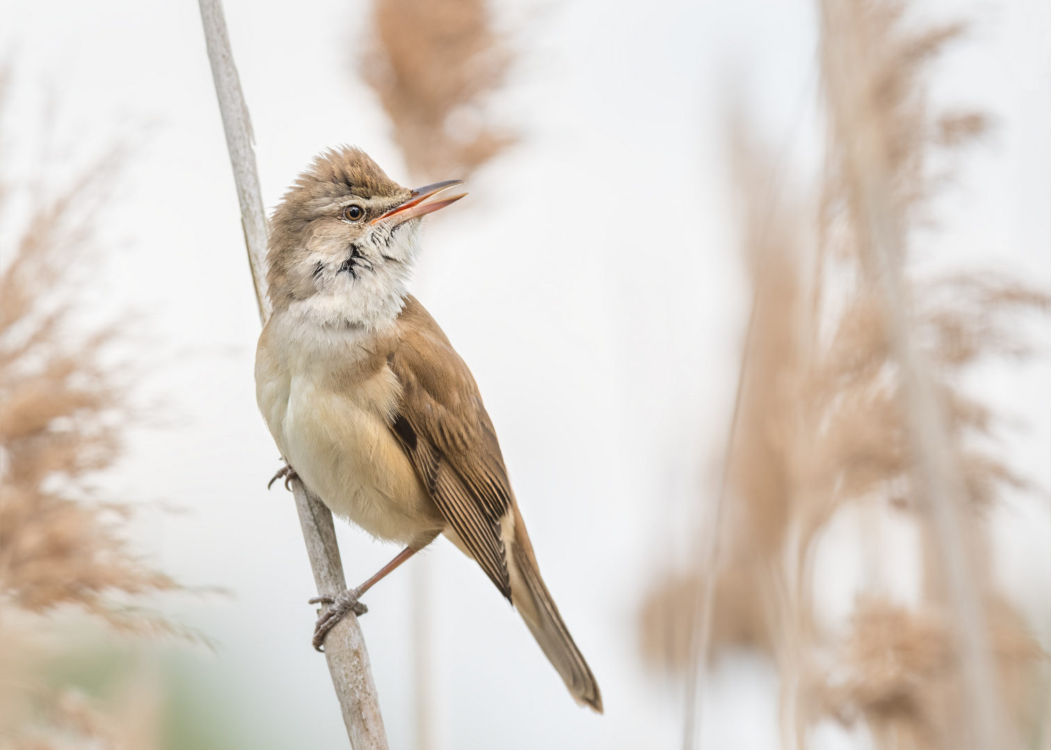 Drosselrohrsänger (Acrocephalus arundinaceus) 