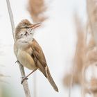 Drosselrohrsänger (Acrocephalus arundinaceus) 