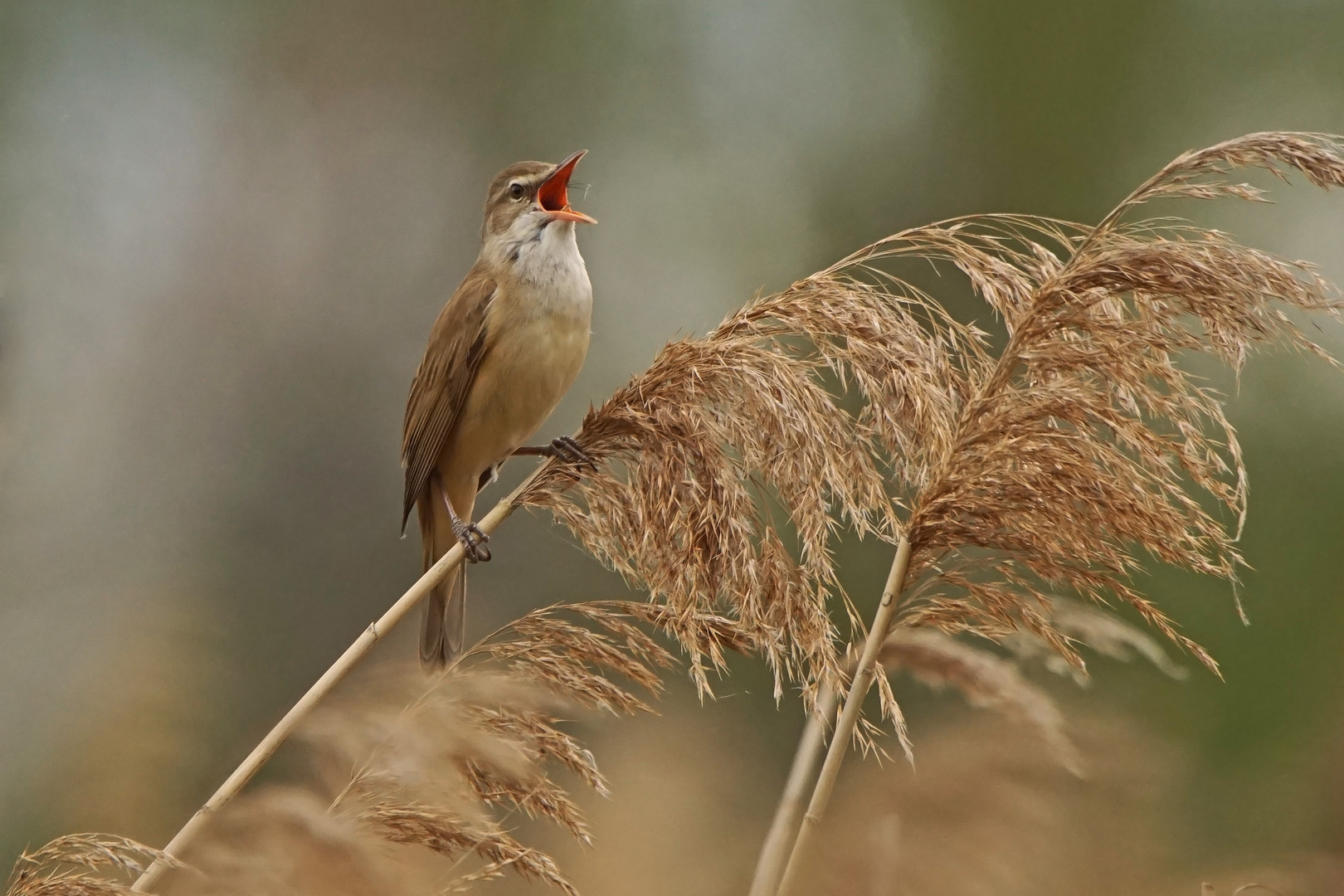 Drosselrohrsänger (Acrocephalus arundinaceus)