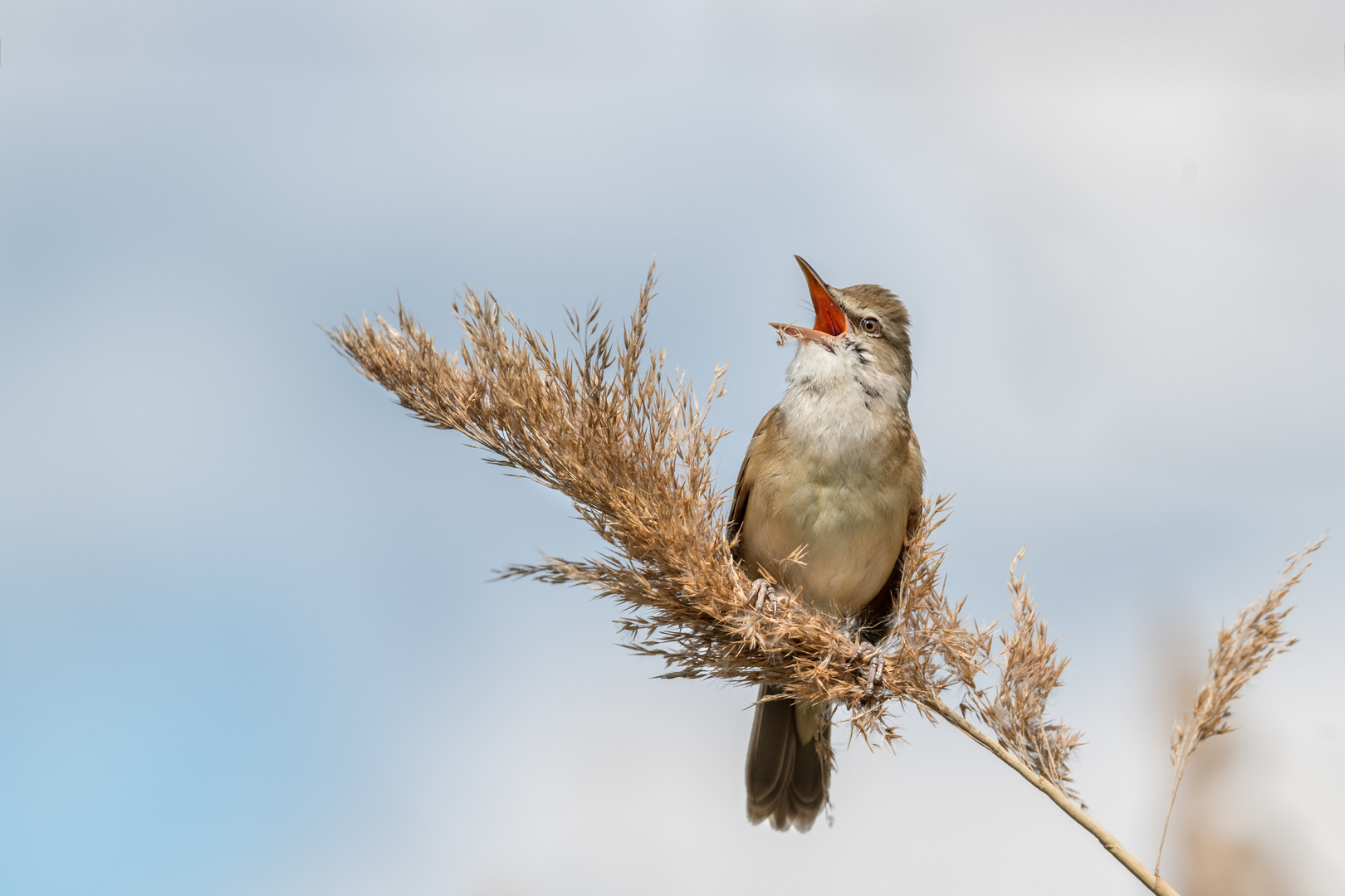 Drosselrohrsänger (Acrocephalus arundinaceus) 