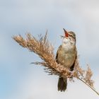 Drosselrohrsänger (Acrocephalus arundinaceus) 