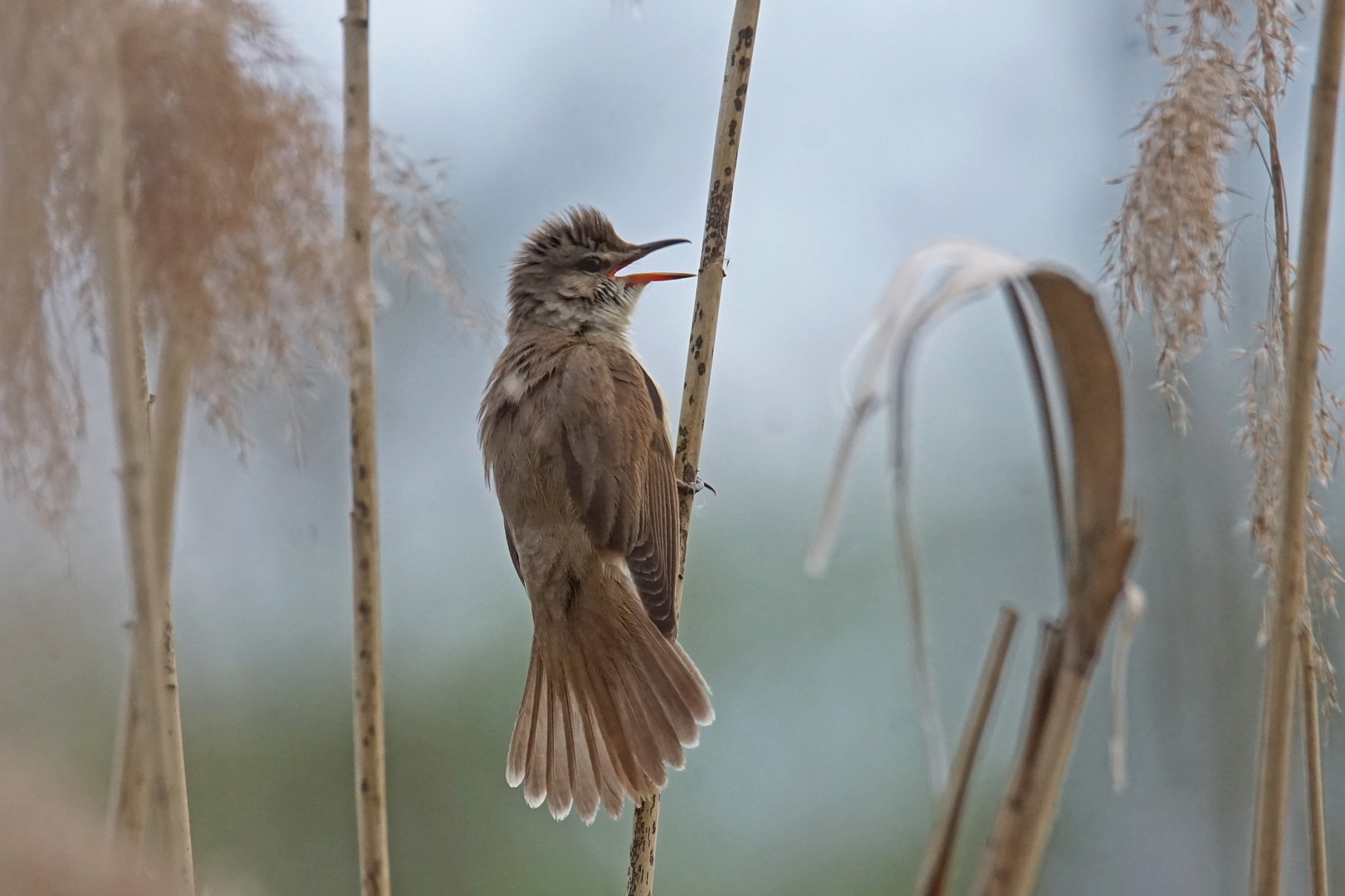 Drosselrohrsänger (Acrocephalus arundinaceus)