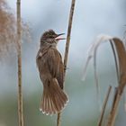 Drosselrohrsänger (Acrocephalus arundinaceus)