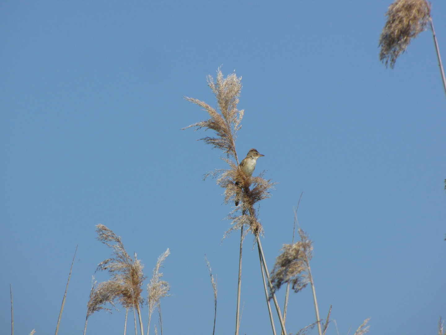 Drosselrohrsänger (Acrocephalus arundinaceus)  an der Müggelspree